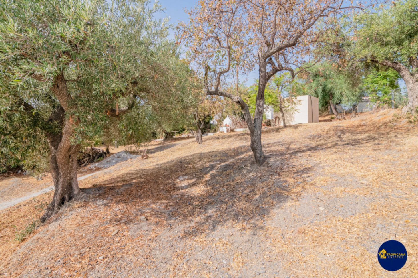 Cortijo en venta en Gelibra Almuñecar 